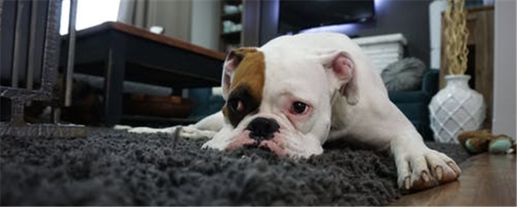 狗狗上吐下泻是怎么了 狗狗是食物中毒了吗