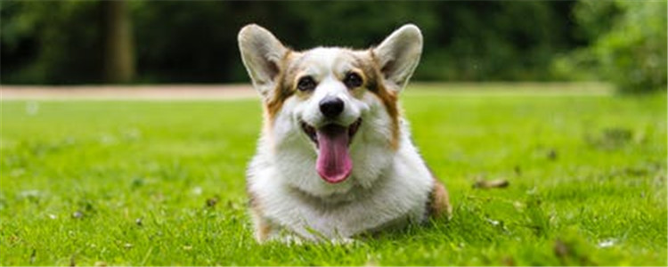 狗狗吃得太咸会怎样 齁死狗狗对你有什么好处!