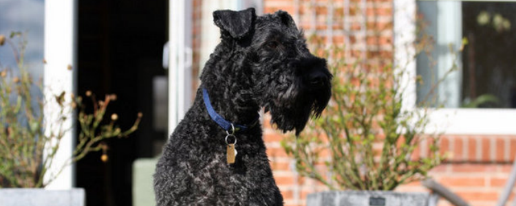 狗用鼻子埋东西的原因 这属于狗狗的天性啊!