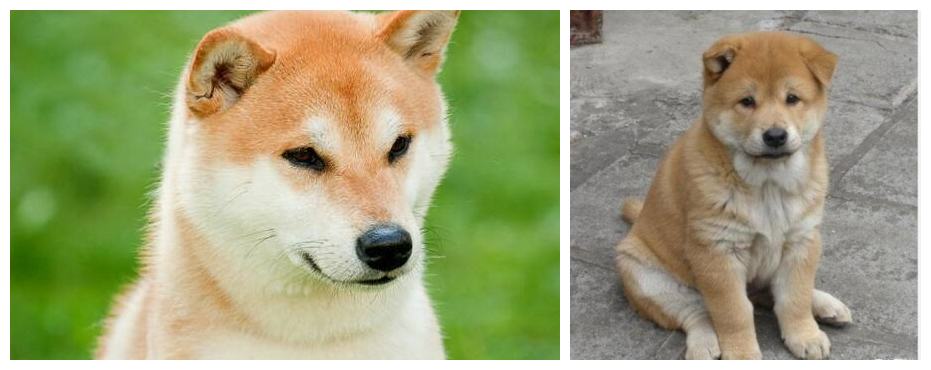 柴犬和小黄土狗的区别「土柴犬和纯柴犬的区别」