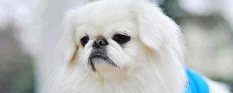 狗粘稠口水挂在嘴边 看起来是不是真的很脏?