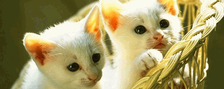 3个月小奶猫怎么养 猫妈妈养成手册