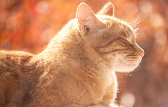 猫耳朵掉毛秃了一块 可能是这些原因导致的