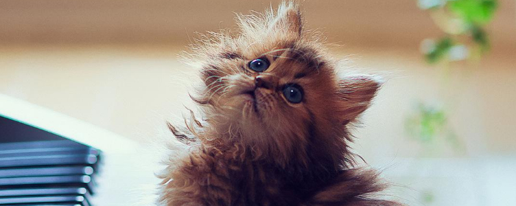 20天的小奶猫怎么养 科学喂养远离疾病