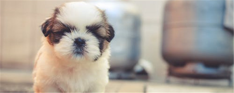 刚开始养狗要注意啥 新手饲养员们看过来