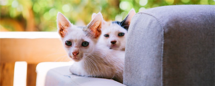 很小的小猫吃什么好 要怎么喂养小猫咪才好