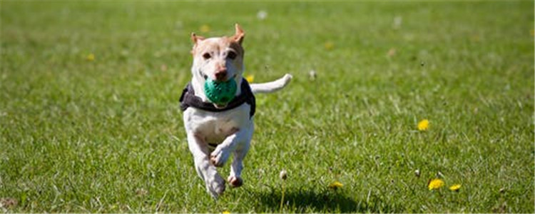 狗总爱乱叫咬是咋了 如何才让狗狗安静下来