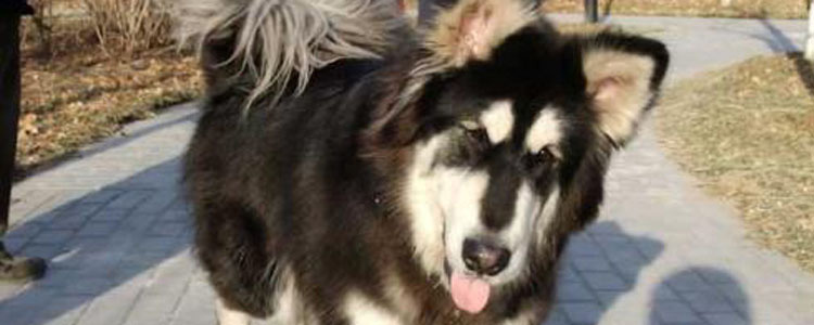 小狗喜欢找大狗打架 为什么小狗总爱招惹大狗？才不是喜欢