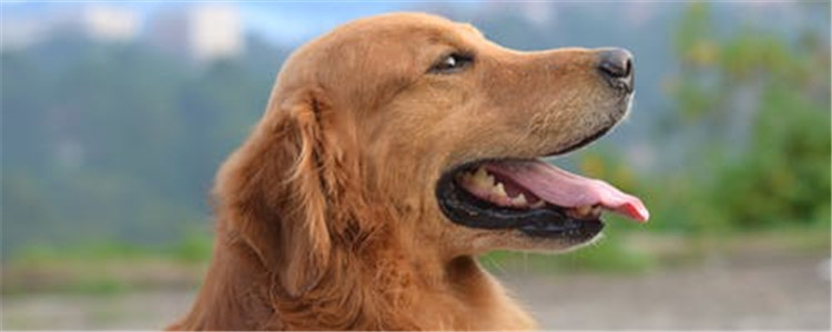 什么狗比较忠诚 忠诚度高的四种狗你值得拥有