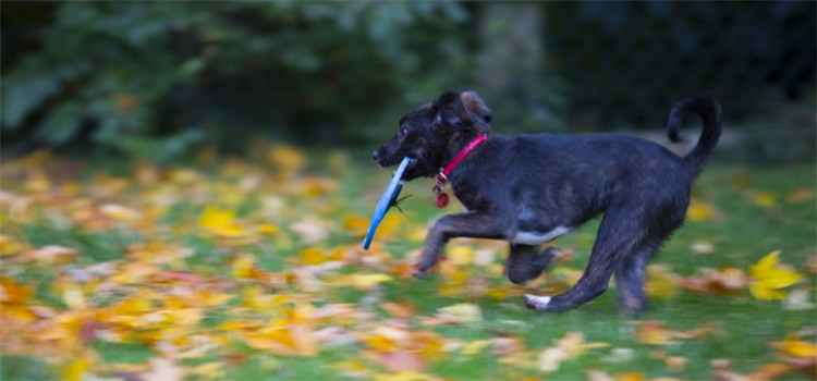 什么狗的服从性比较好 中华田园犬必须拥有姓名