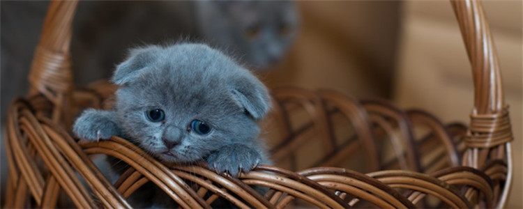 猫打疫苗注意事项 给猫咪打疫苗原来有这么多学问