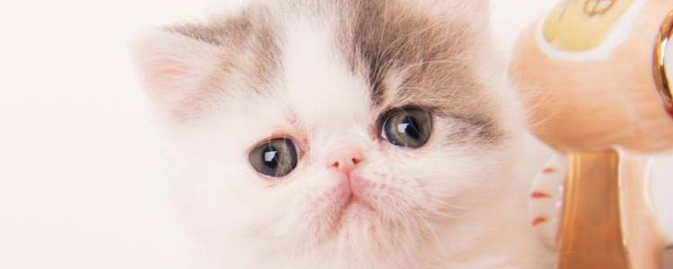 加菲小奶猫好养吗 做好这几点很容易