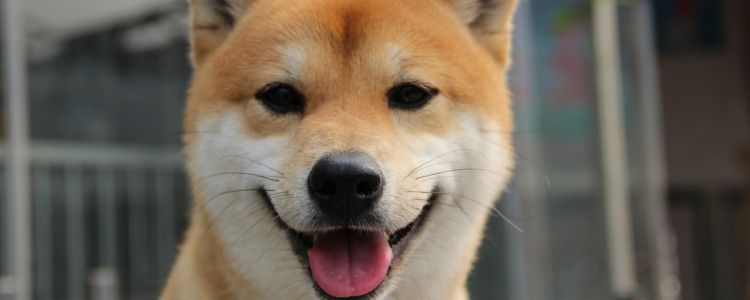 买狗要注意什么 真相！犬舍不会告诉你的选购方法