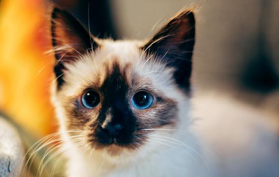 猫咪大便正常是什么样 异常的大便说明猫咪身体有问题了