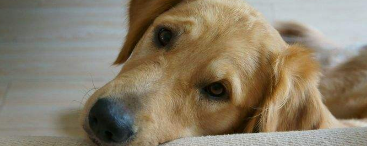 狗又拉又吐怎么办 原因有很多需要弄清楚是哪个!