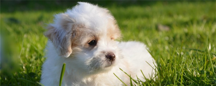 狗不健康的表现是什么 怎么判断狗狗健不健康