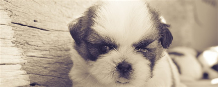 怎么看狗健康不健康 教你买狗怎么辨别狗狗是否健康