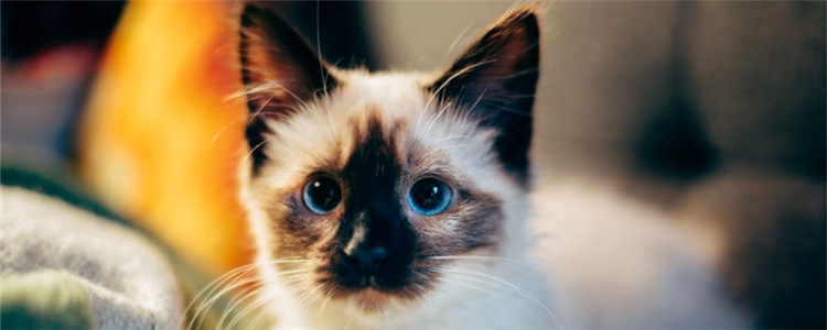怎么才能预防猫杯状病毒 做到这四点就能有有效预防