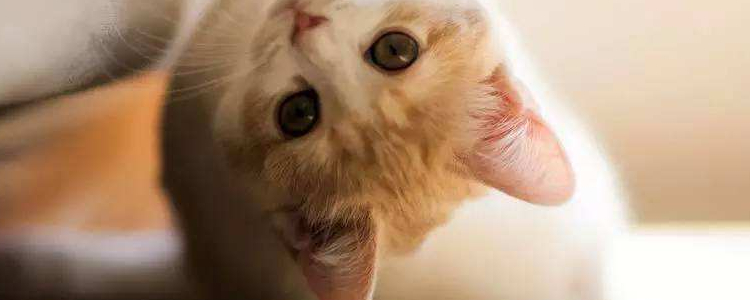 刚接回的小奶猫怎么养 避免应激是首要工作