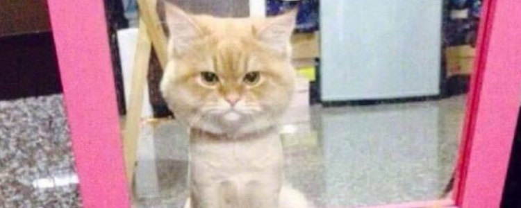 小奶猫母猫会养吗 什么情况下母猫会不养小猫