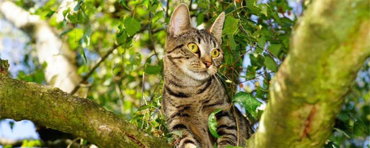 被猫咬了该怎么办 被猫咬了需要去打针吗