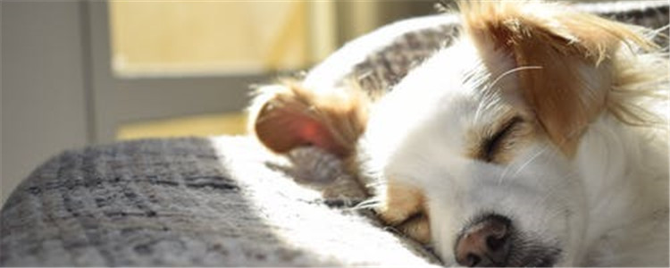 狗为什么会吠叫 狗吠叫的原因是什么