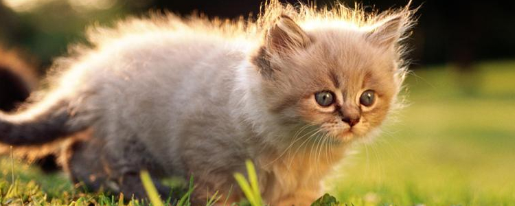 养小奶猫需要什么 新手养猫必备实用攻略