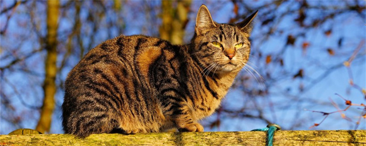 家猫身上都会有弓形虫吗 和猫一起睡觉会被感染吗