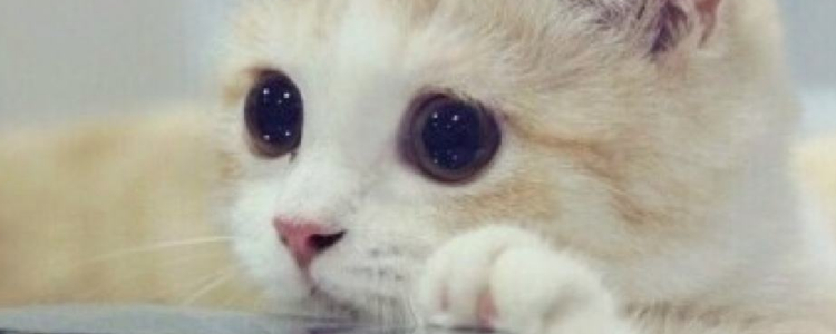 猫4天后终于拉屎了 别让便秘害了猫！