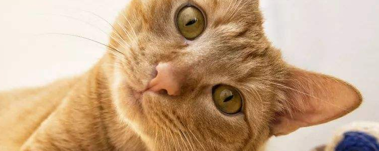 猫吃了芥末过几天死了 不要拿猫咪开玩笑！