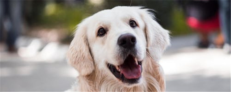 狗为什么会打嗝 狗打嗝是因为吃饱了吗