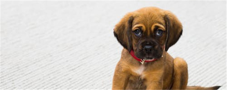 怎么抱狗的姿势正确 别让错误的抱狗方式让狗狗晚年残疾