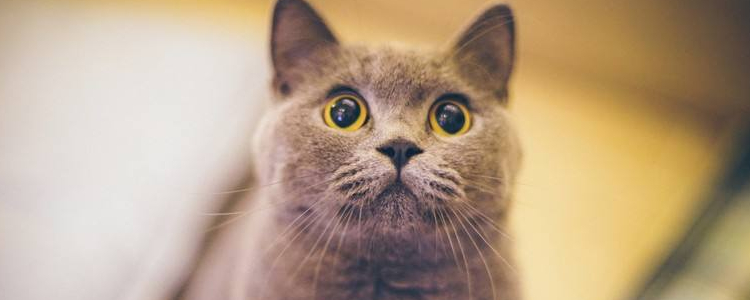 猫半张着嘴是怎么了 这三种情况你要注意了！