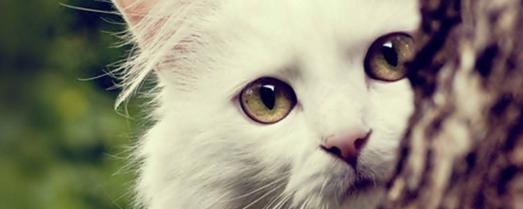 波斯猫小奶猫怎么养 玻璃胃别瞎喂