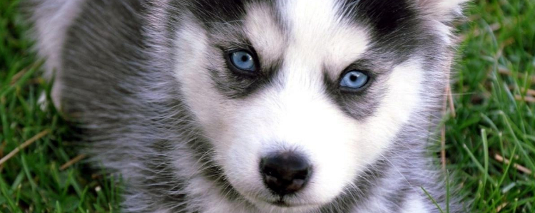 狗能闻风油精味吗 那么刺激的味道还要给狗狗闻？