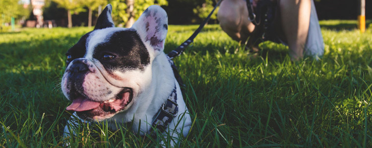 狗虱怕花露水吗 怕不怕你都不能给狗狗喷花露水啊！