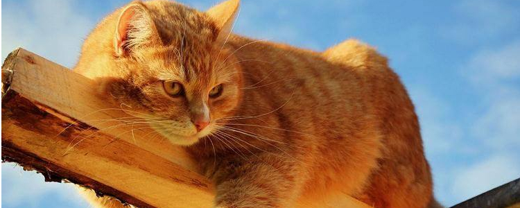 猫因为洗澡讨厌主人 猫害怕洗澡不只是怕水那么简单