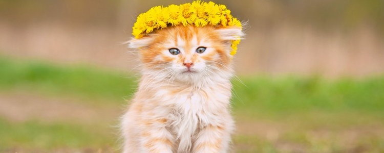 小2周奶猫怎么养 别跟我说小奶猫难养活