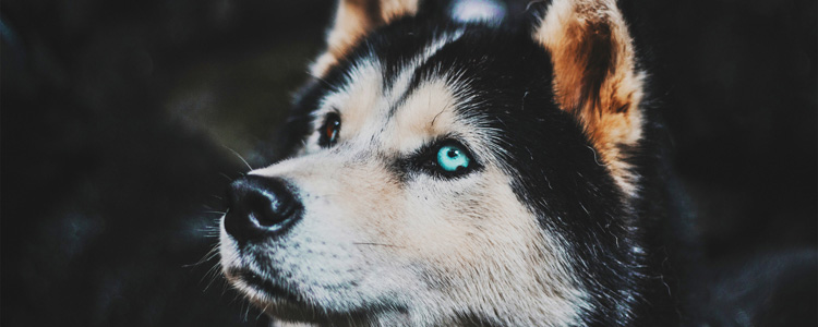 第一次养哈士奇怎么养 第一次养哈士奇来看看新的挑战内容