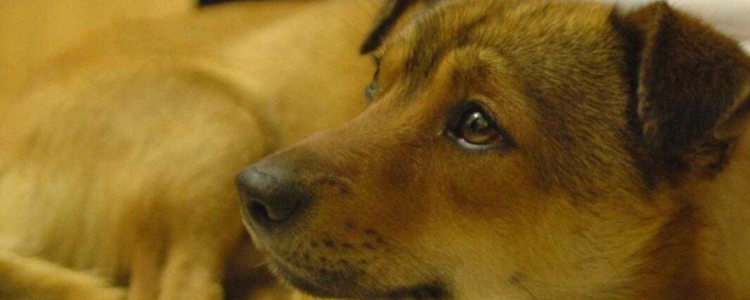 土狗丢了能自己回来吗 不出意外是可以的！