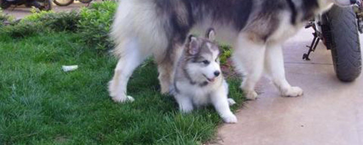 哈士奇为什么这么贪吃 贪吃不是它的错