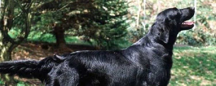 流浪狗讨好新主人 你遇到过非常喜欢的流浪狗吗？