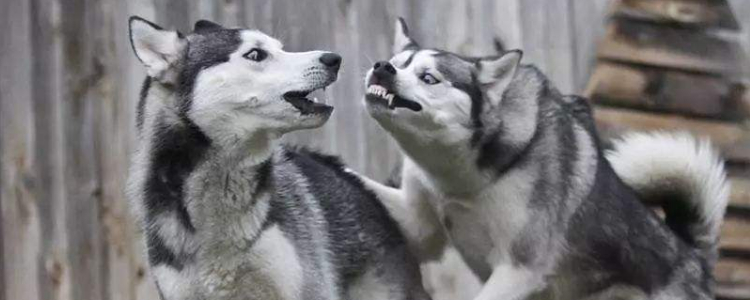 哈士奇能喝牛奶吗 对人好的可能会害死狗