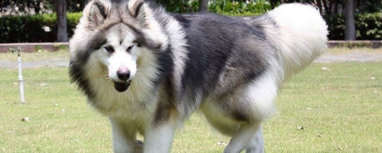 狗狗会得空调病吗 给狗狗过渡降温也不是好事哦！