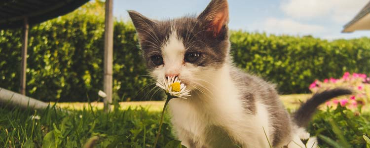 猫得了异食癖怎么治 打骂可能加重异食行为