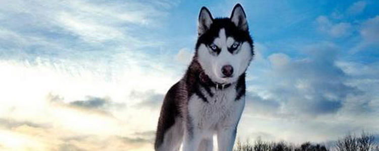 怎么训练哈士奇不扑人 如何训练哈士奇改掉爱扑人的坏毛病