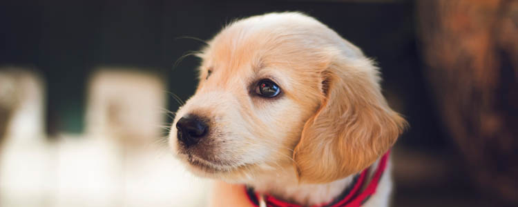 如何分辨星期狗 分辨星期狗做到“五看”