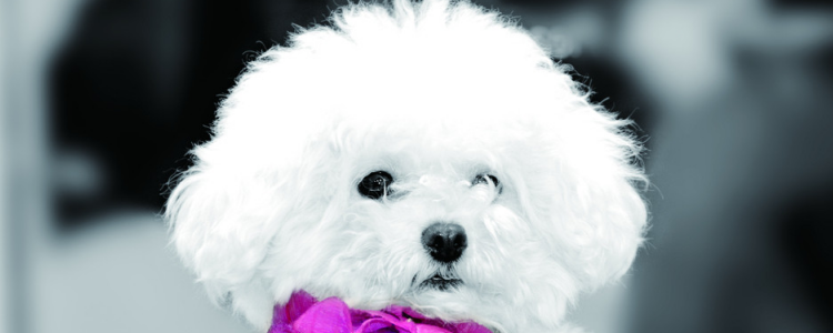 比熊乱拉屎怎么办 这个前提必须要训练才行啊！