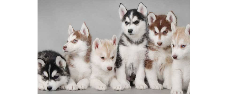 哈士奇吃屎怎么回事 可能是因为太聪明了