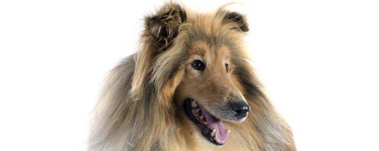 爱宠大机密2鲁叔是什么狗